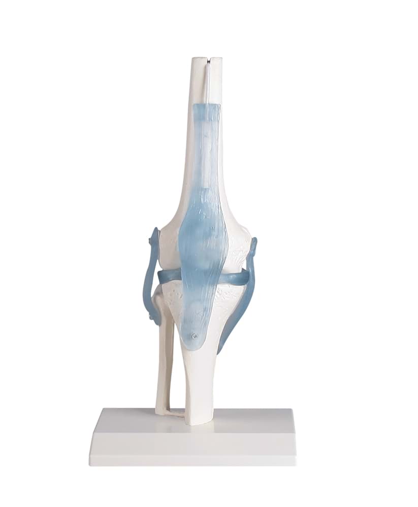 Kniegelenk 32 x 12 x 12cm / 0,8 kg